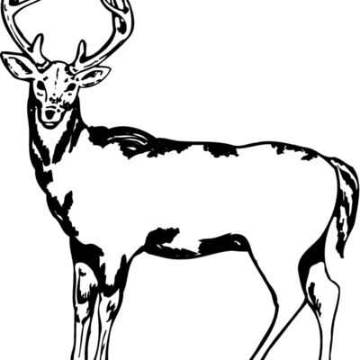 DEER005 Thumbnail
